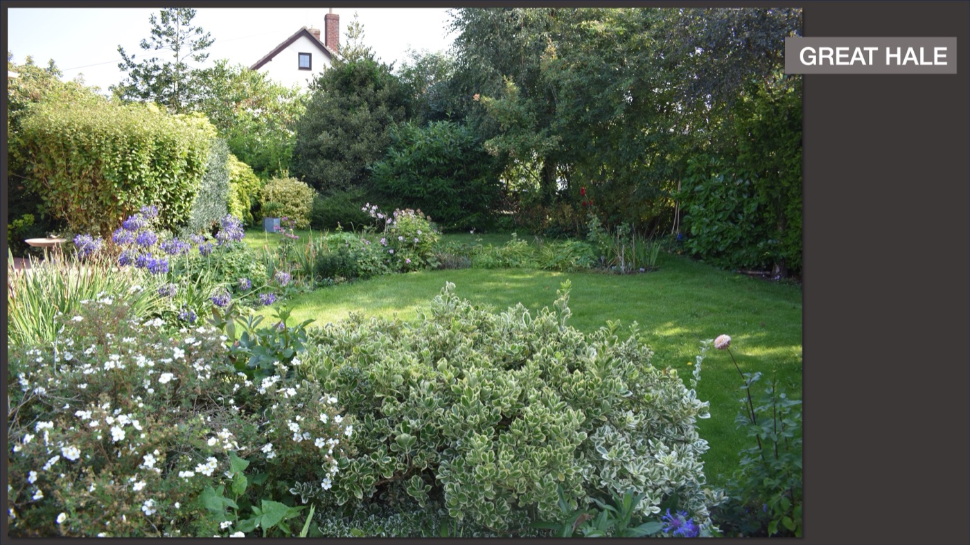 The Great Hale woodland garden, recovered from an overgrown corner